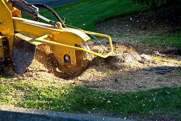 Reliable Harbor Hills, OH Tree Service Solutions